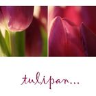 tulipan...