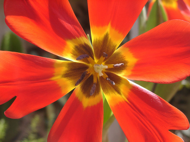 Tulipán acalorado / Heated tulip