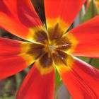 Tulipán acalorado / Heated tulip