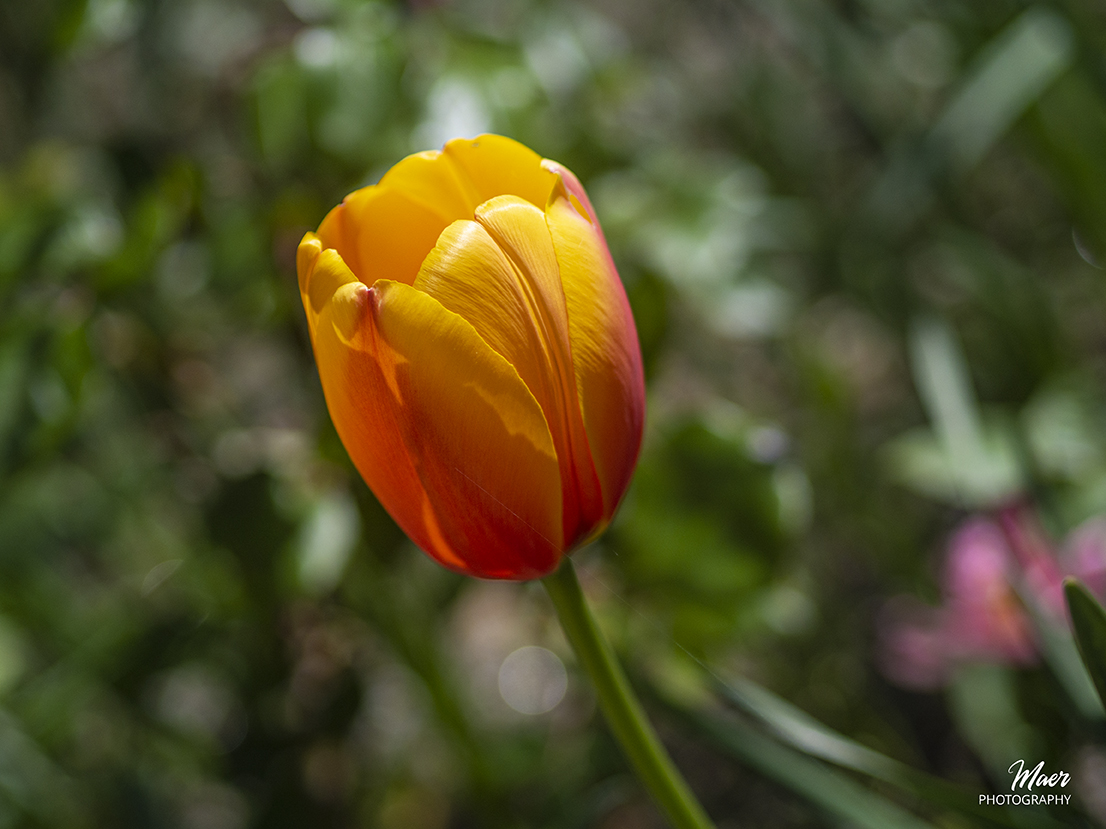 Tulipan amarillo.