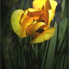 Tulipan amarillo