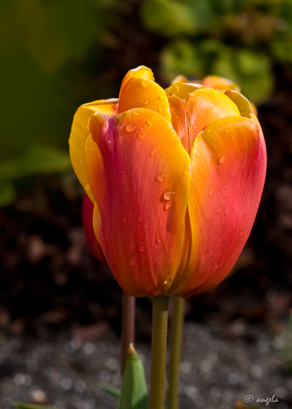 Tulipán anaranjado