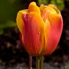 Tulipán anaranjado
