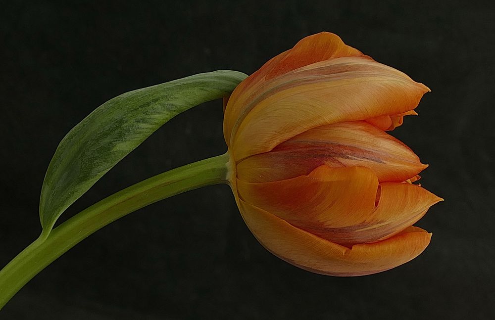  Tulipan anaranjado 