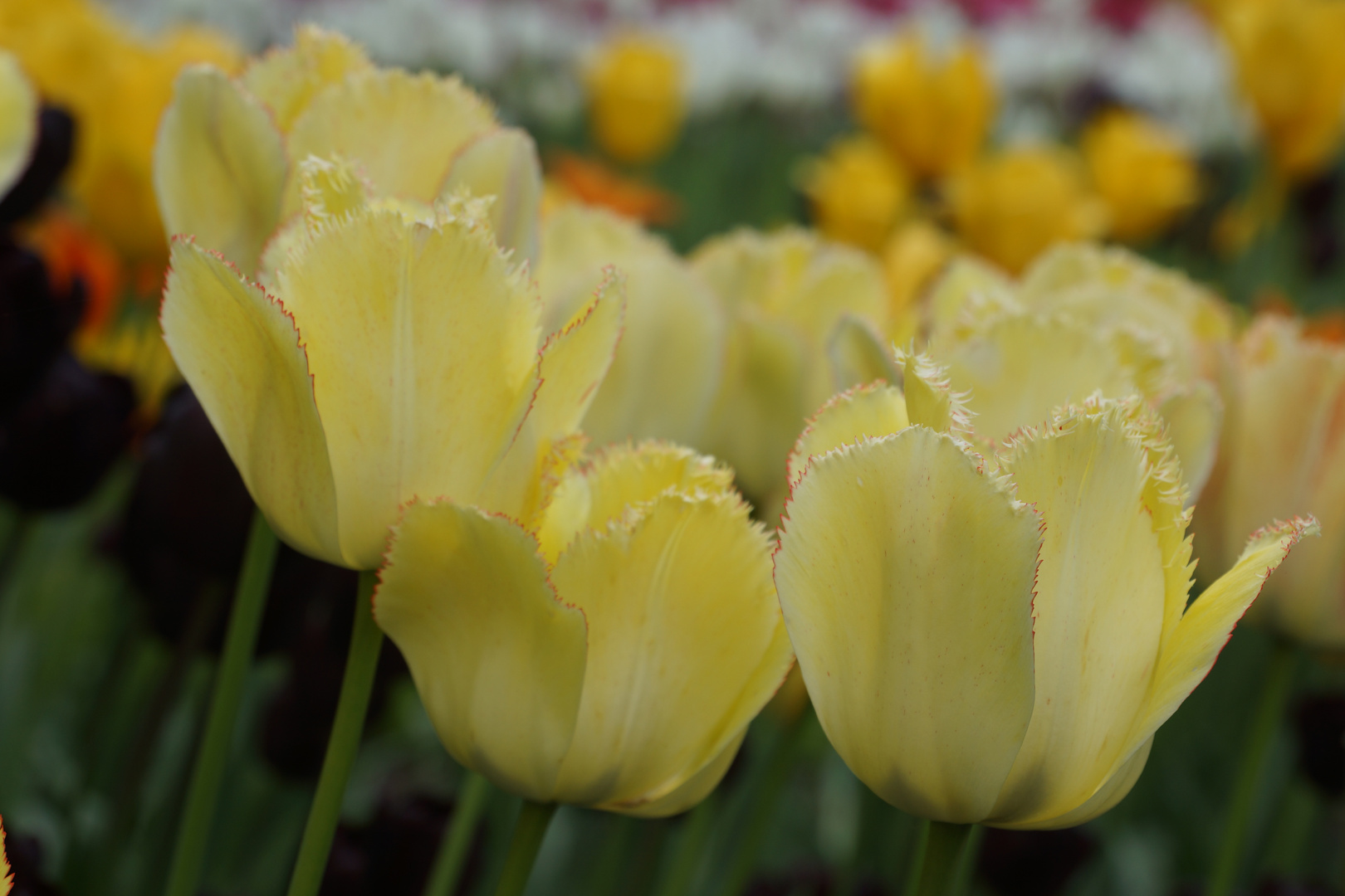 Tulipan - Ausstellung im Britzer Garten