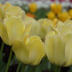 Tulipan - Ausstellung im Britzer Garten