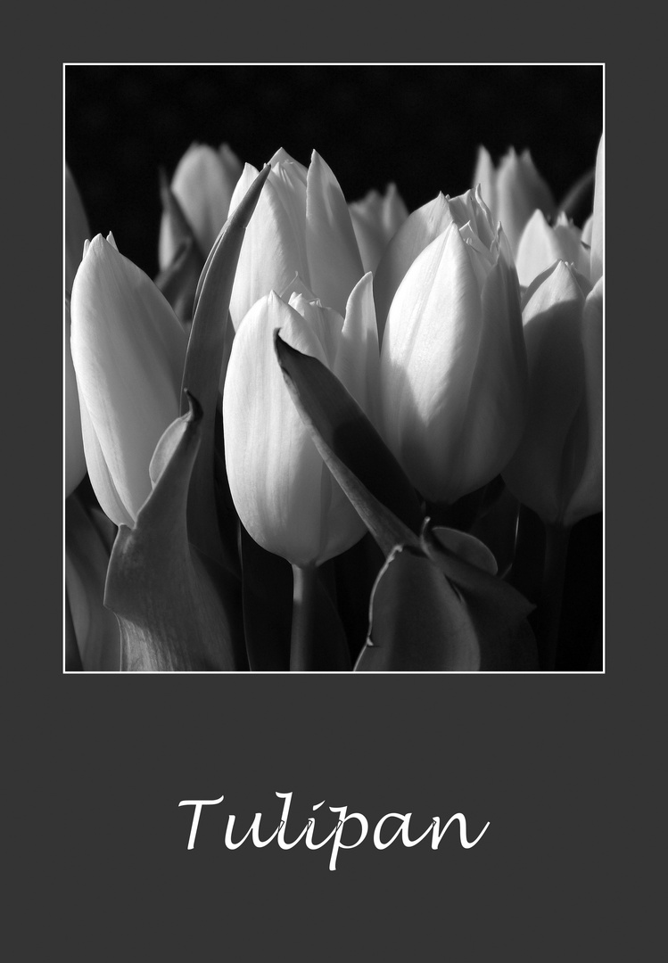 Tulipan......