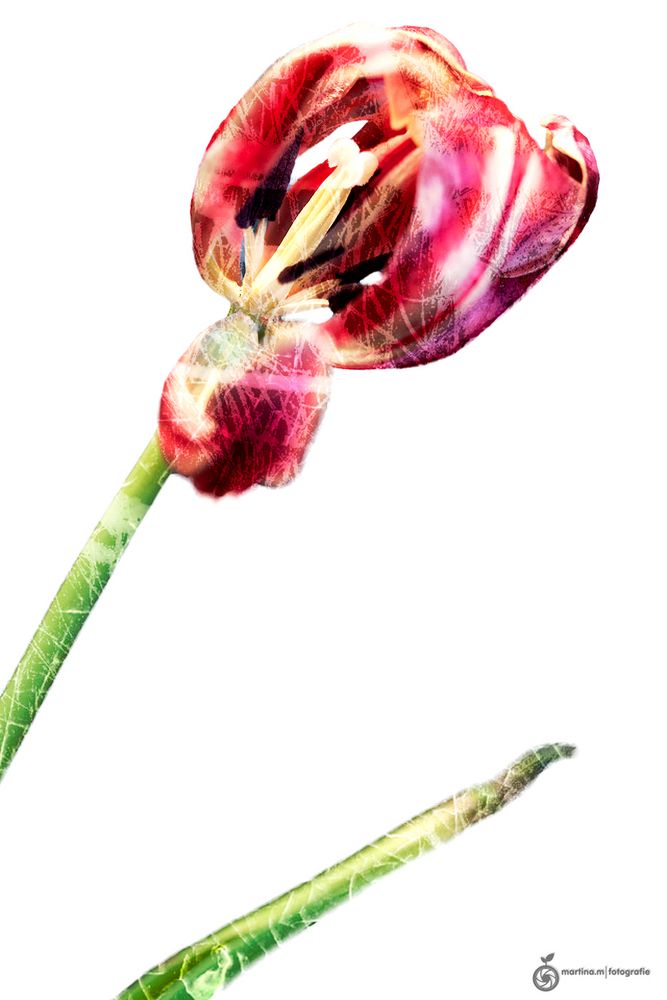 Tulipan