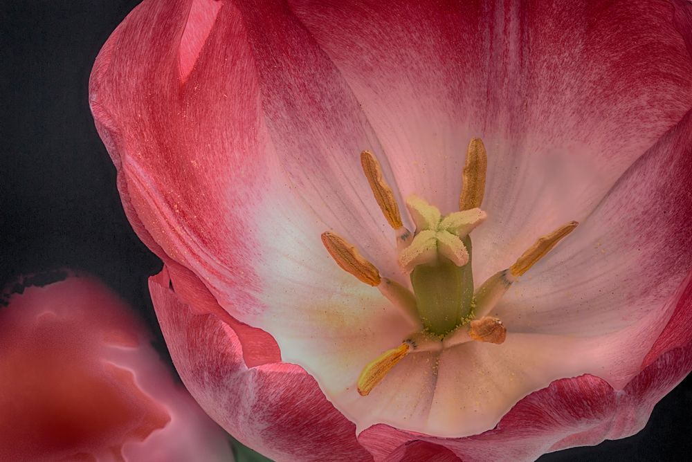 TULIPAN BICOLOR