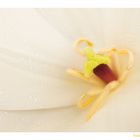 Tulipan blanco