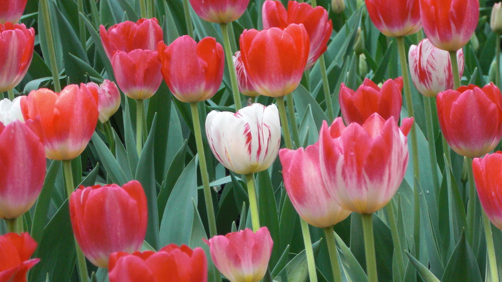 Tulipan Britzer Garten 2009