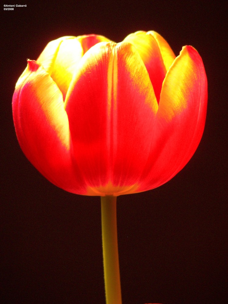 Tulipan