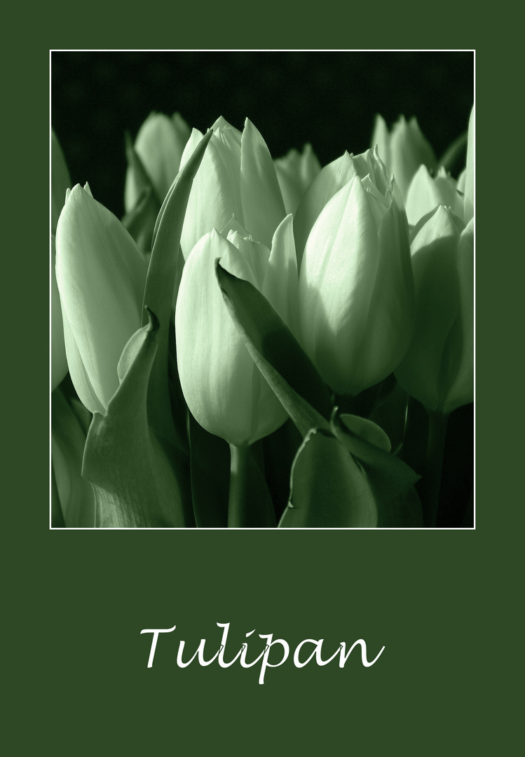 Tulipan