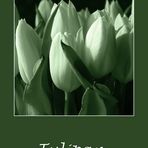 Tulipan