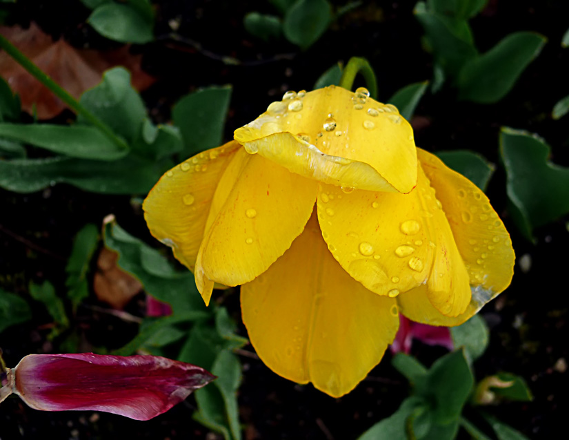 Tulipán humillado por la lluvia