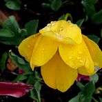 Tulipán humillado por la lluvia