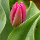             Tulipan  I 