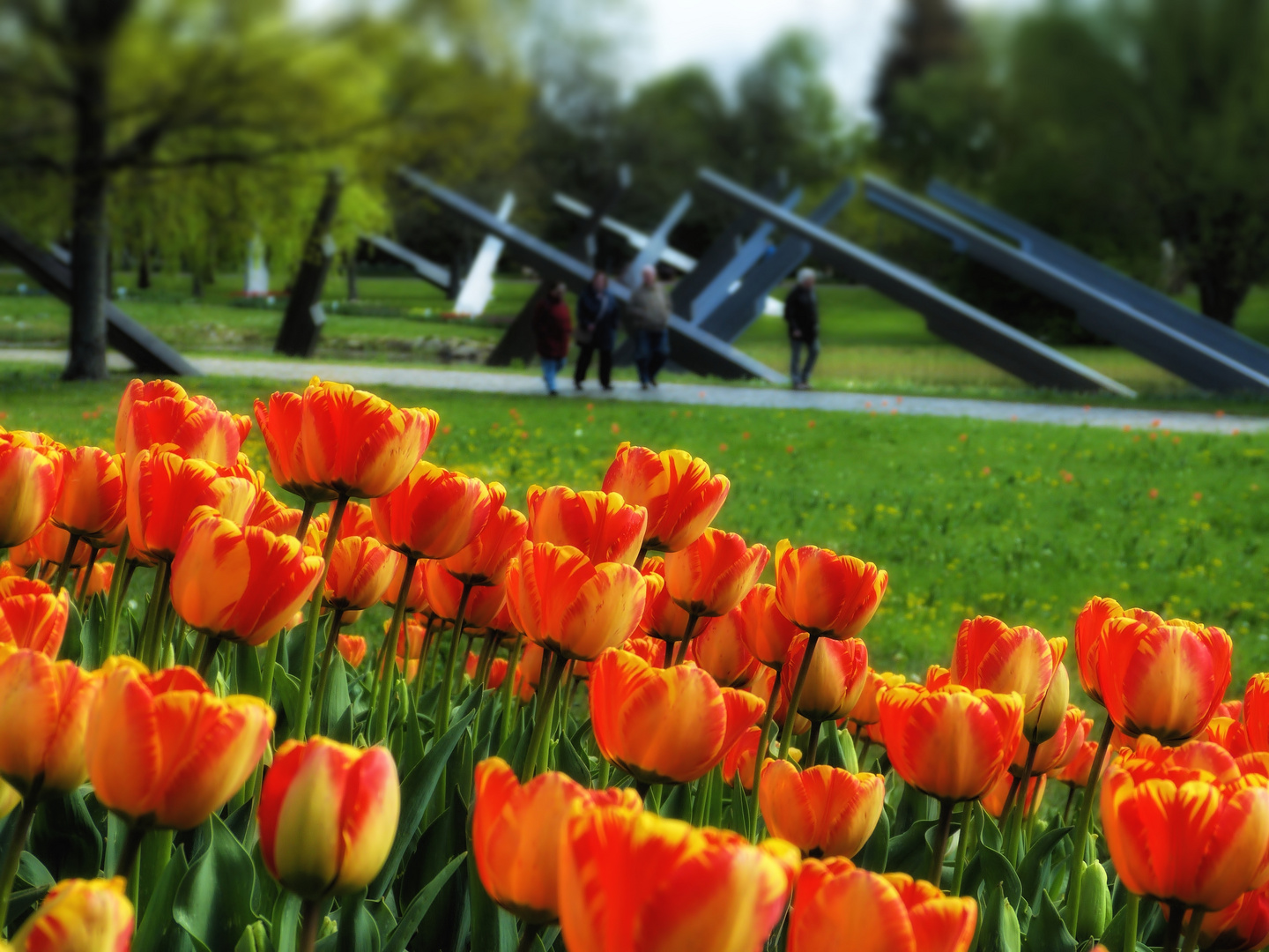 Tulipan im Britzer Garten...