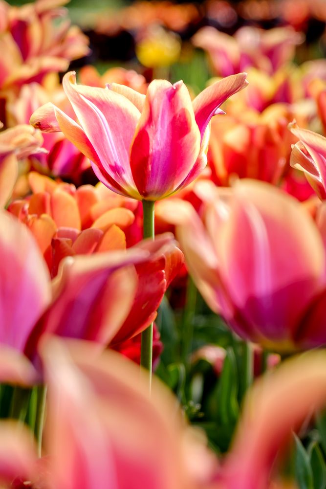 Tulipan im Britzer Garten Foto & Bild jahreszeiten, frühling, orange