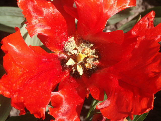 Tulipan im Britzer Garten 1