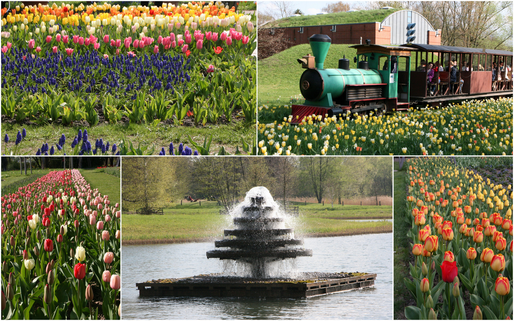 Tulipan im Britzer Garten Foto & Bild deutschland