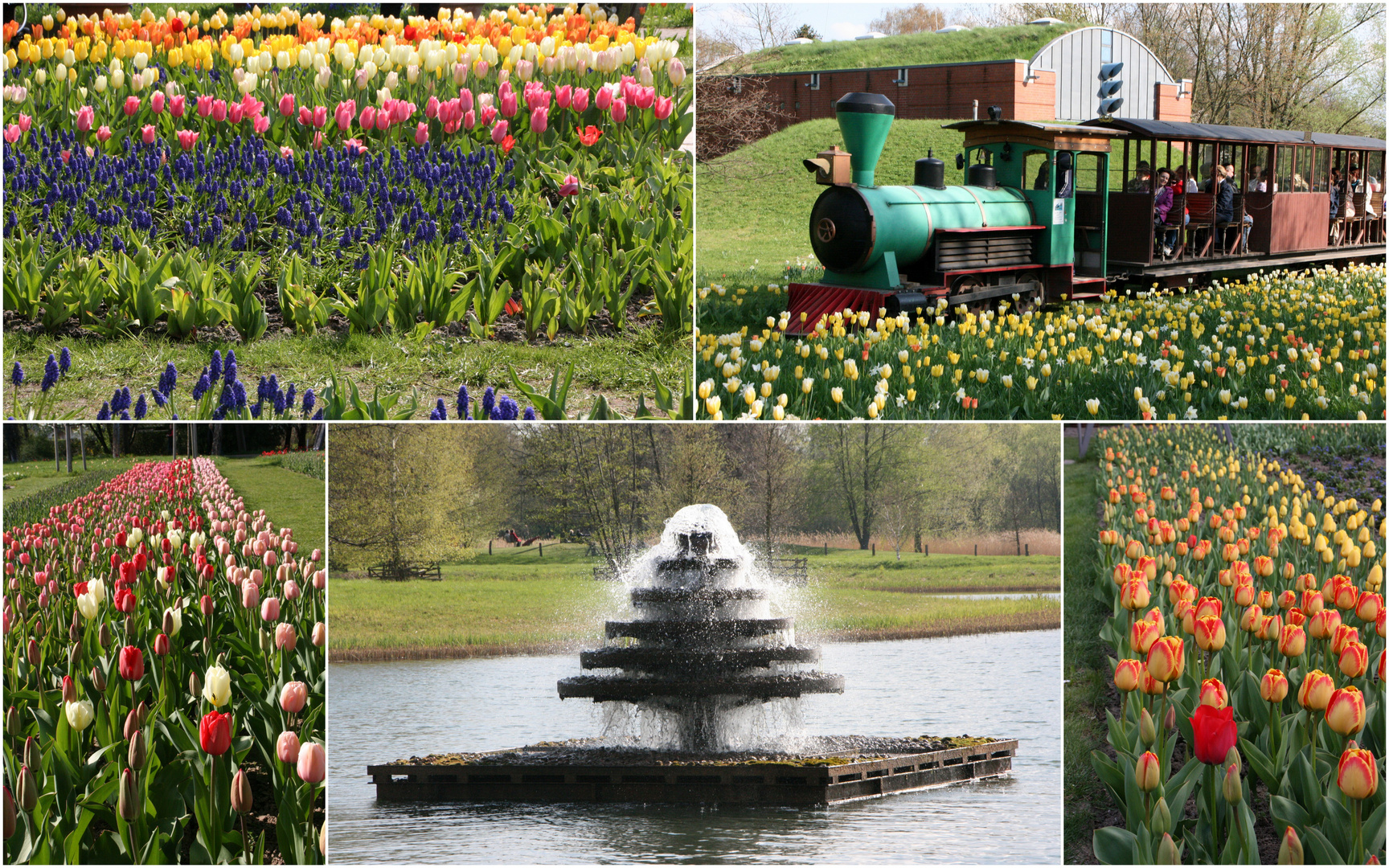 Tulipan im Britzer Garten