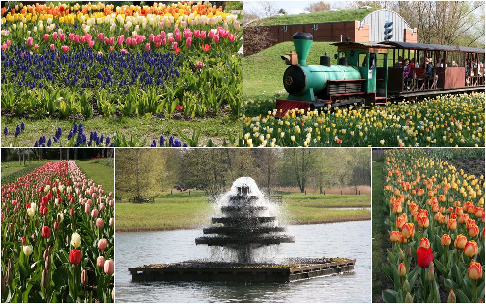 Tulipan im Britzer Garten Foto & Bild deutschland, europe, berlin