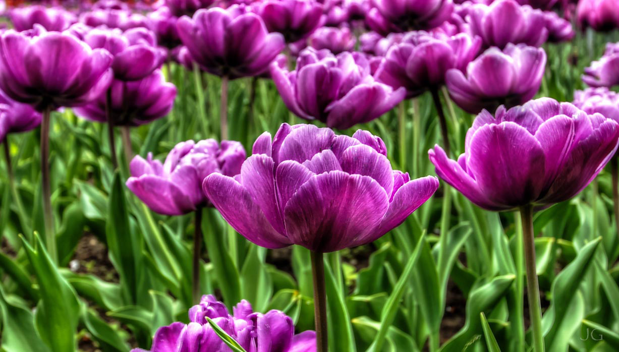 Tulipan im Britzer Garten Foto & Bild pflanzen, pilze & flechten