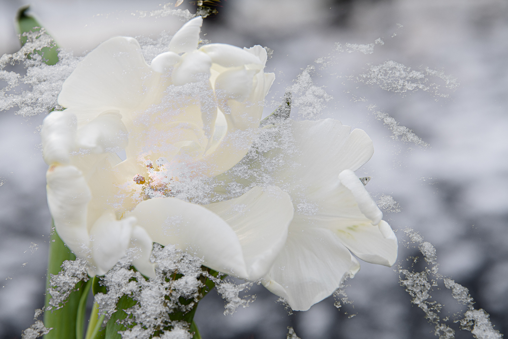 Tulipan im Schnee