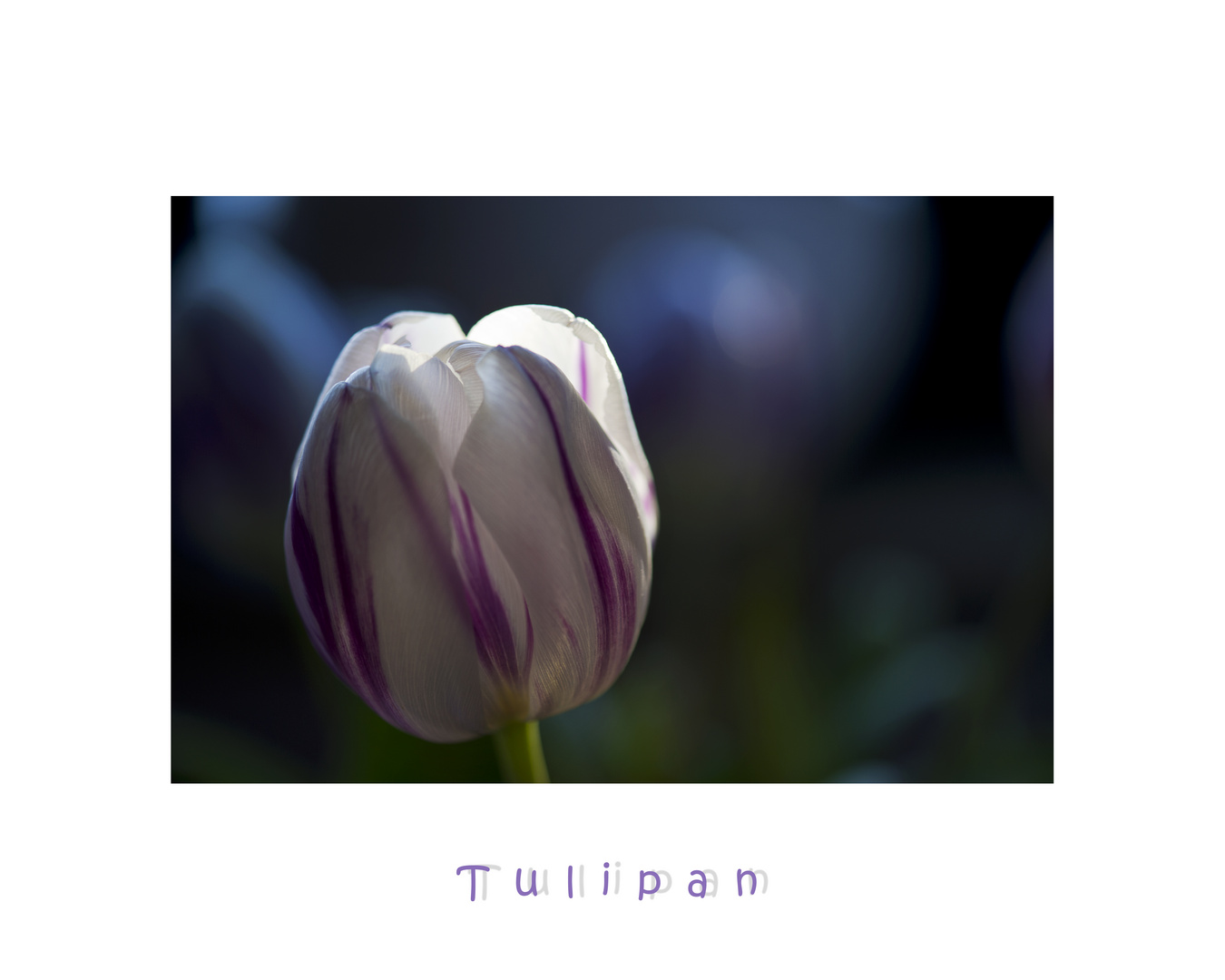 Tulipan in blue....
