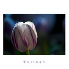 Tulipan in blue....