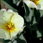 Tulipan in weiß
