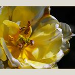 Tulipan Inside