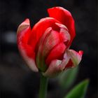  Tulipan  rojo