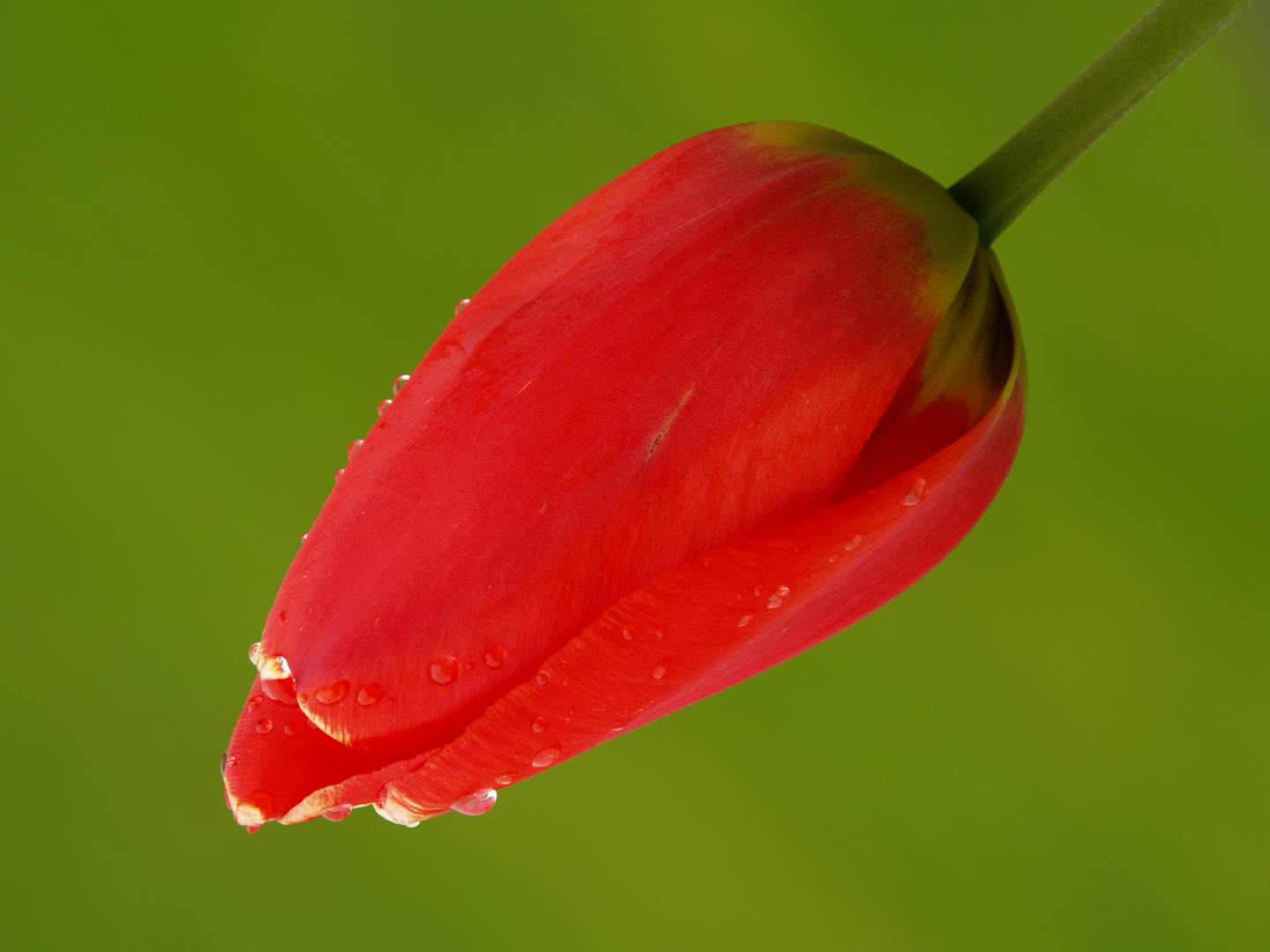 TULIPAN ROJO