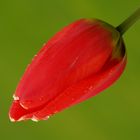 TULIPAN ROJO