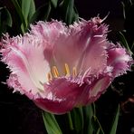 Tulipán rosa rizado