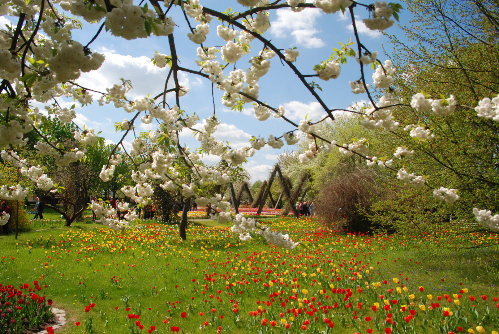 Tulipan - Tulpenschau in Berlin