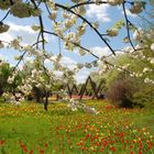 Tulipan - Tulpenschau in Berlin