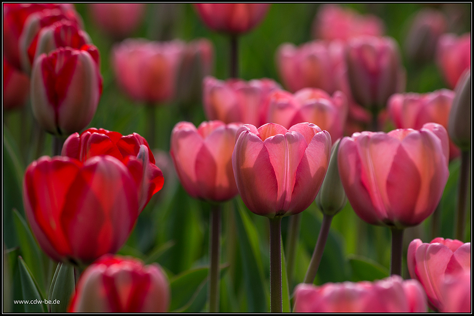 'tulipan-veranstaltung' im britzer garten