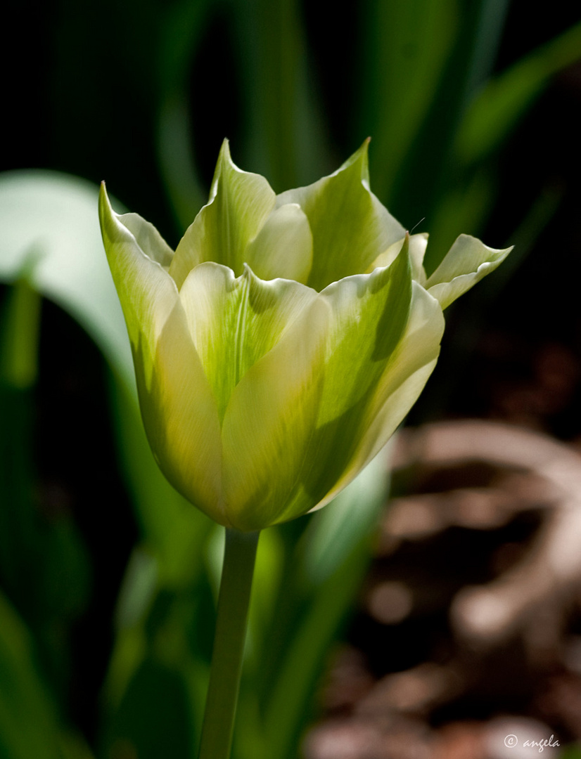 Tulipán "Viridis Spring green" (2)