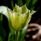 Tulipán "Viridis Spring green" (2)