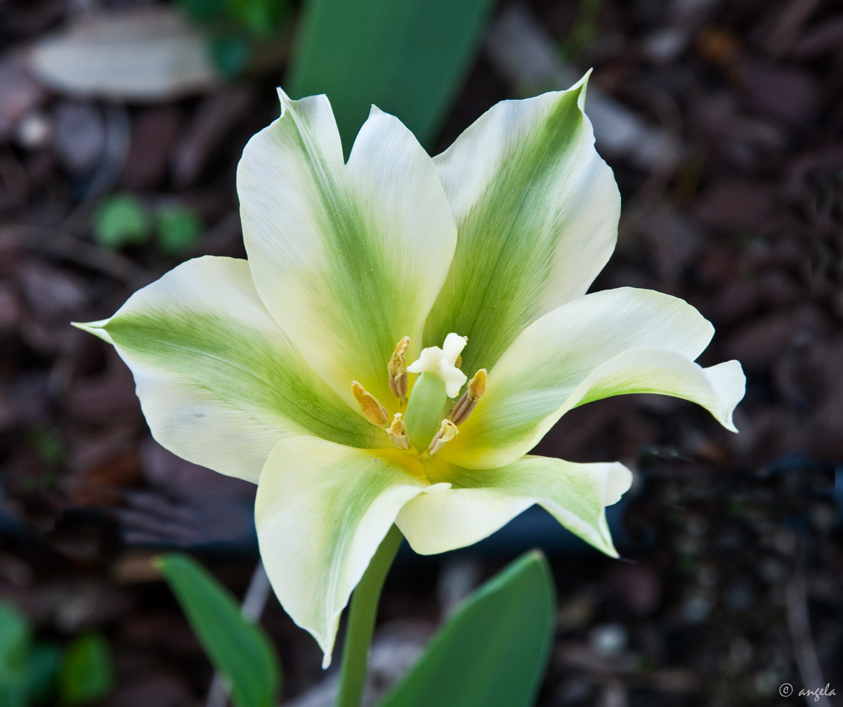 Tulipán (Viridis spring green)