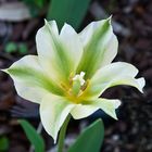 Tulipán (Viridis spring green)