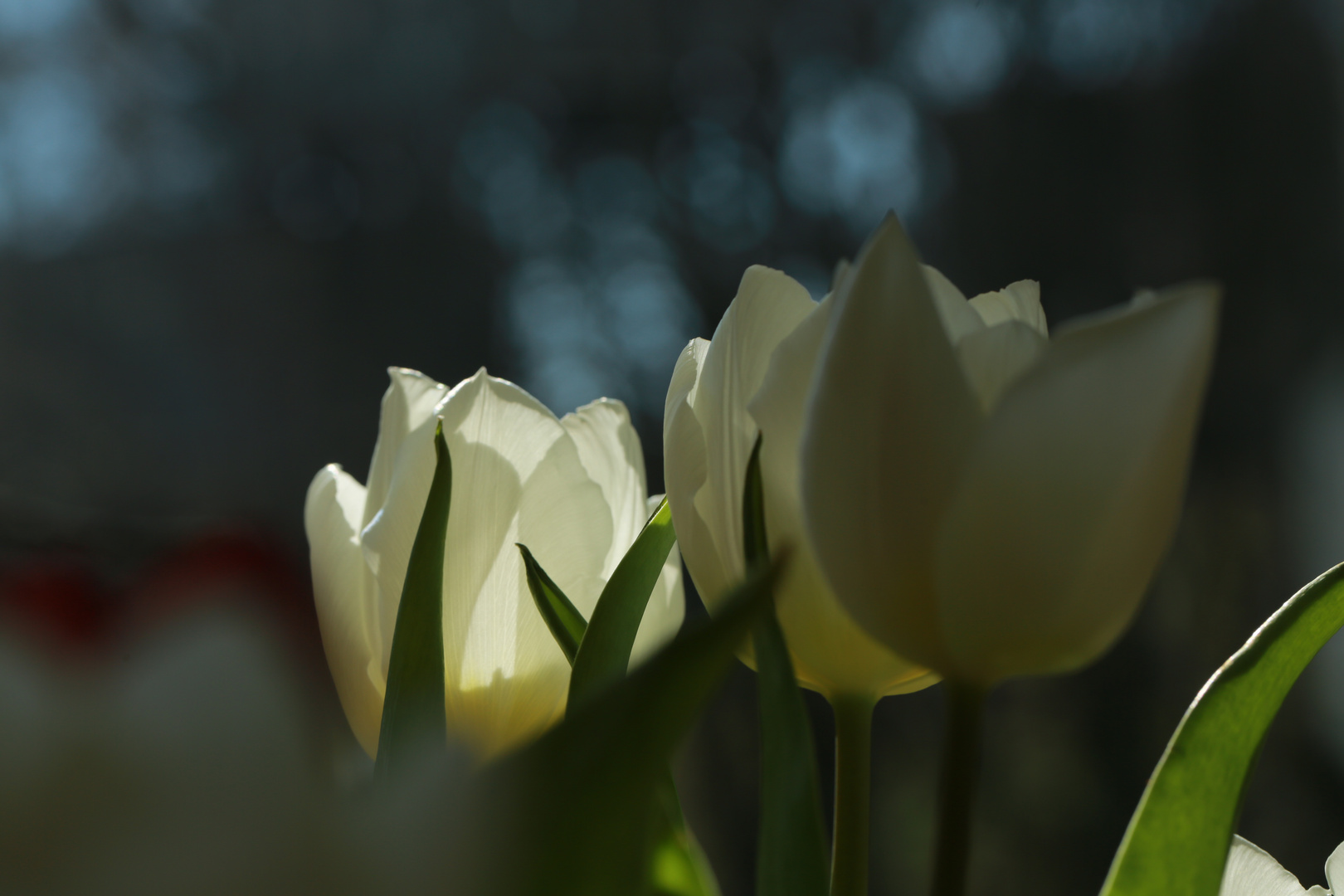 Tulipan....bringen etwas Frühling ins Haus, im Garten spitzen sie nur ein bisschen aus dem Boden