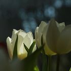 Tulipan....bringen etwas Frühling ins Haus, im Garten spitzen sie nur ein bisschen aus dem Boden