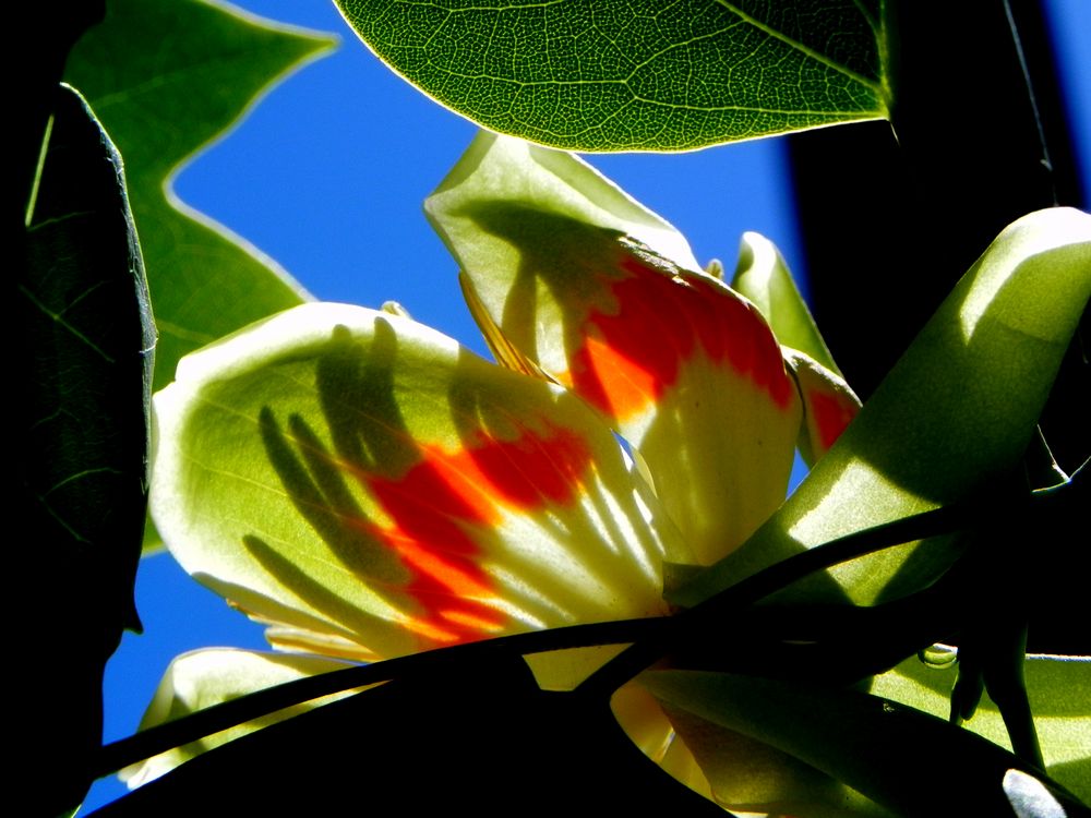 TULIPANERO de Graciela Isabel Torrent 