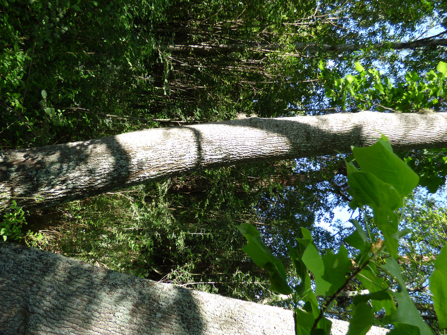 Tulipanero (Liriodendron tulipifera)