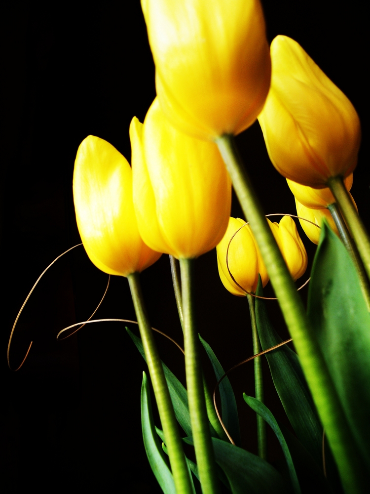 tulipanes