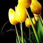 tulipanes